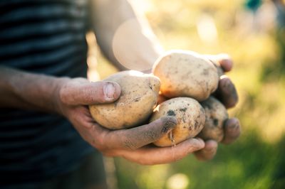 Bis wann kann man Kartoffeln s&auml;en?