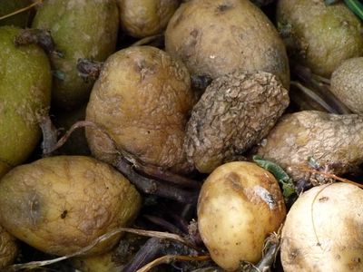 Kartoffelkrankheiten - was kann man dagegen tun?