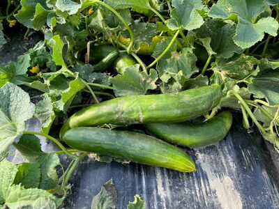 Wie und warum wir bei Lubera OpenSky� Freilandgurken z�chten