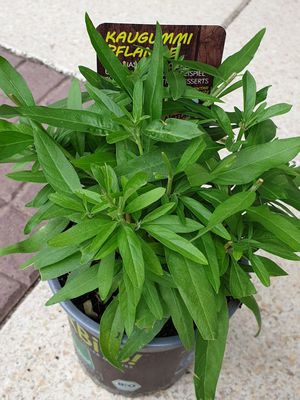 Kaugummipflanze Pflege: die besten Tipps zur Kultivierung