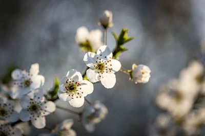 Kirschbaumbl&uuml;te f&ouml;rdern f&uuml;r eine reiche Ernte