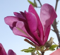 Kleinbleibende Magnolien für Ihren Garten