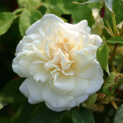Rose 'Mme Alfred Carrire' 
