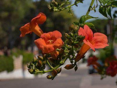 Die Klettertrompete - mediterrane Blütenpracht für Zäune und Wände