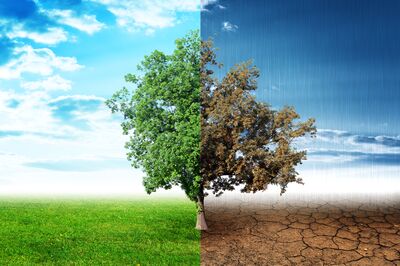 >Hitze und Trockenheit im Garten: Klimawandel resistente Obstb�ume und Beerenstr�ucher