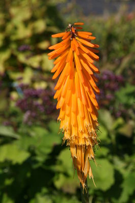 Kniphofia Mango Popsicle