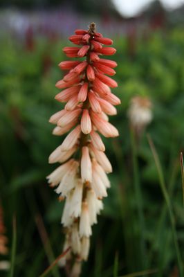 Kniphofia 'Orange Vanilla Popsicle' (S)