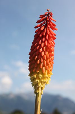 Kniphofia uvaria 'Royal Standard'