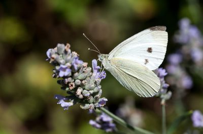 Kohlweißling – Ist der Falter ein Schädling oder Nützling?