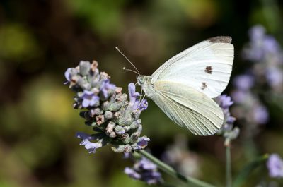 Kohlwei&szlig;ling &ndash; Ist der Falter ein Sch&auml;dling oder N&uuml;tzling?