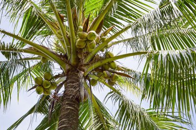 Kokospalme / Kokosnusspalme (Cocos nucifera): Pflege als Zimmerpflanze