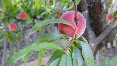 Kräuselkrankheit - Resistente Pfirsiche und Nektarinen züchten