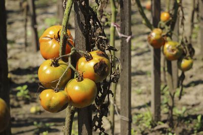 Wieso bekommen einige Tomaten braune Flecken?