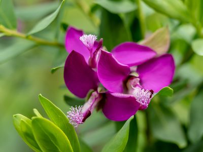 Die Kreuzblume Polygala myrtifolia - aparte Blüten in Violett