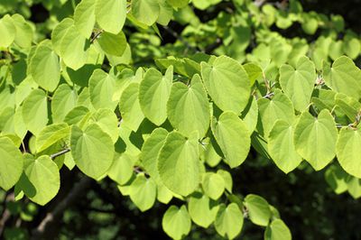 Japanischer Kuchenbaum, Cercidiphyllum japonicum: Pflege-Anleitung