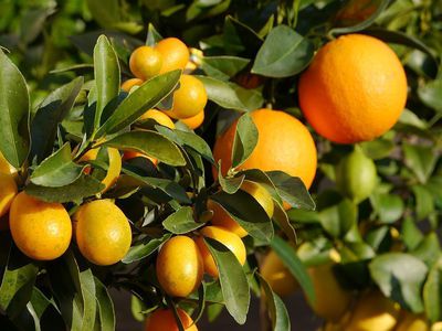 Das 1 x 1 der Zitruspflanzen Pflege -schneller Rat von 'Dr. Zitrone'