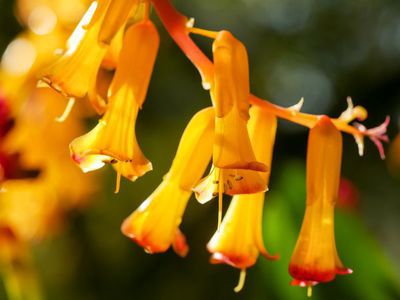 Die Kaphyazinthe Lachenalia aloides - gelbe Grüße vom Kap