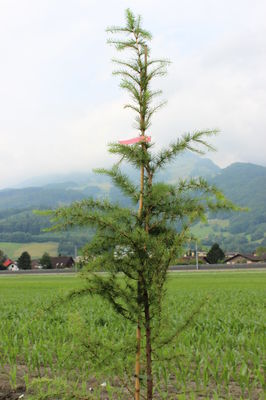 Larix decidua