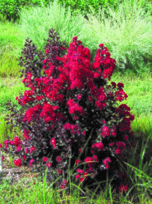 Lagerstroemia indica 'Double Dynamite'