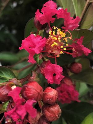 Lagerstroemie, Kreppmyrte 'Terrasse Rouge' (Lagerstroemia indica 'Terrasse Rouge')