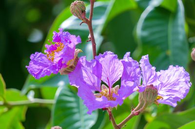 Lagerstroemia pflanzen - die 10 wichtigsten Tipps für Pflanzung, Pflege und Schnitt