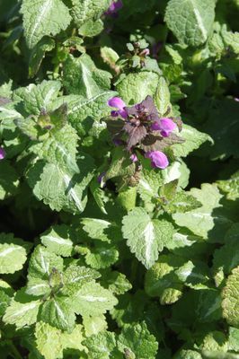 Lamium maculatum 'Chequers'