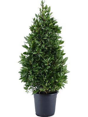 Laurus nobilis, Pyramide, im 30cm Topf, Höhe 140cm, Breite 55cm Laurus nobilis, Pyramide, im 30cm Topf, Höhe 140cm, Breite 55cm