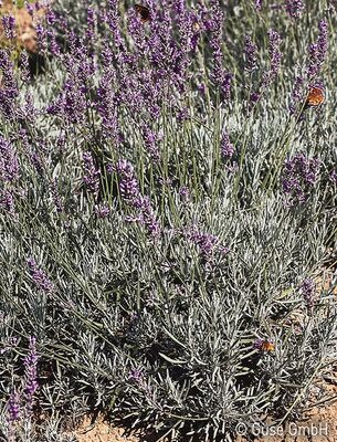 Lavandula, Grappenhall, Staude, Pppel