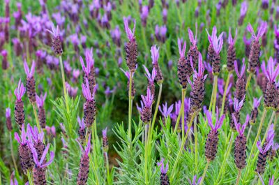 Lavandula angustifolia pflanzen, pflegen und berwintern