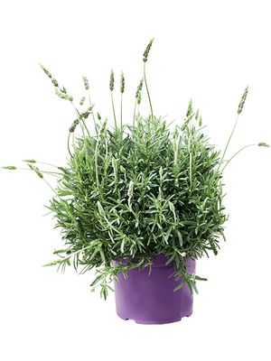 Lavandula dentata, Busch, im 23cm Topf, Hhe 55cm, Breite 40cm