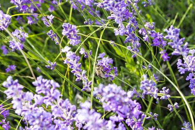 Lavendel Sorten – die wichtigsten Arten für heimische Gärten