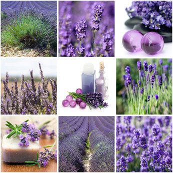 Lavendel Pflege &#8211; richtig Pflanzen