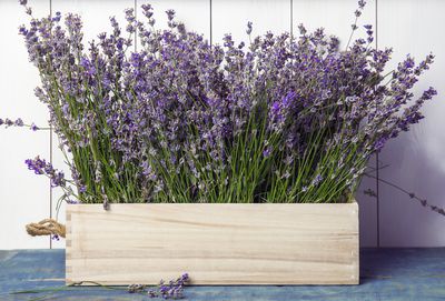 So sollten Sie Lavendel als Zimmerpflanze pflegen