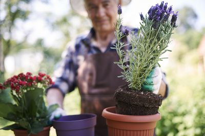 Lavendel umpflanzen: Tipps f&uuml;r das richtige Umsetzen