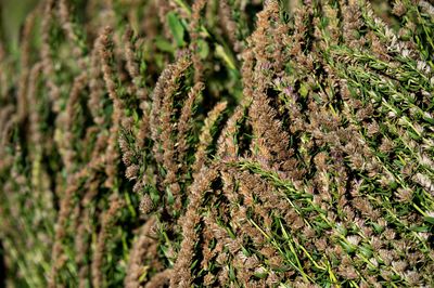 Lavendel vertrocknet – So einfach können Sie ihn retten