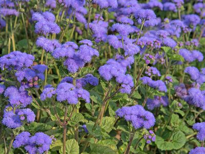 Leberbalsam Pflege, Vermehren & Überwintern