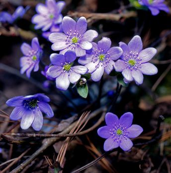 Leberblümchen Pflanzen – Steckbrief