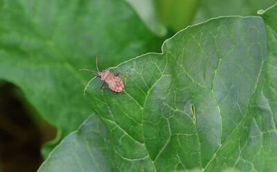 >Wanzen im Garten: Das Imageproblem der Wanzen