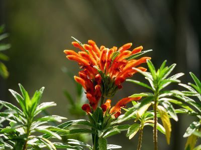 Das Löwenohr Leonotis leonurus - flauschige Blüten vom Kap