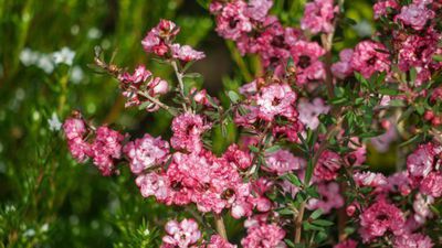 Leptospermum scoparium - die Sdseemyrte