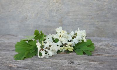 Hohler, gelber und blauer Lerchensporn (Corydalis): Sorten, Pflege und Wissenswertes