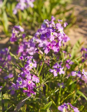 Matthiola, Levkojen – Standort, Aussaat und Pflege