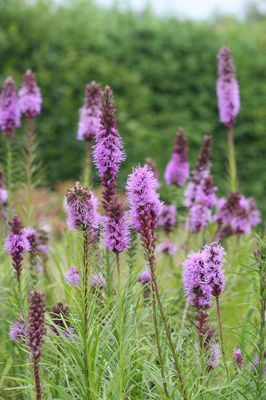 Liatris spicata Liatris spicata