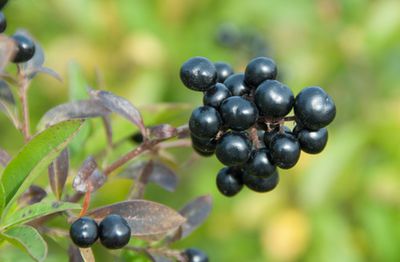 Liguster / Ligusterhecke &ndash; Tipps zum Pflanzen, Schneiden, Vermehren sowie Pflege und Krankheiten