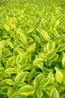 Ligustrum ovalifolium 'Aureum', Goldliguster 'Aureum', XXL Pflanze, Hinrichs Ligustrum ovalifolium 'Aureum', Goldliguster 'Aureum', XXL Pflanze, Hinrichs