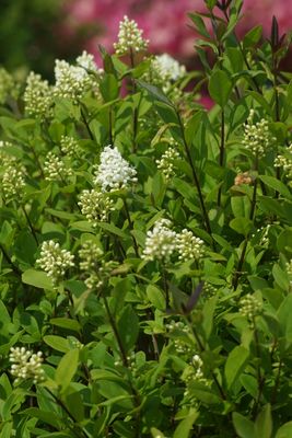 Ligustrum vulgare 'Atrovirens', Goldliguster, Hinrichs, XXL Pflanzen