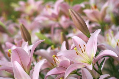 Lilien Pflege, Lilie Pflanzen, Vermehrung & Standort