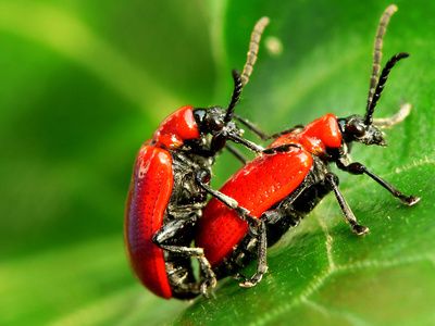 Lilienh&auml;hnchen bek&auml;mpfen &ndash; die gr&ouml;&szlig;ten Sch&auml;dlinge f&uuml;r Lilien in heimischen G&auml;rten