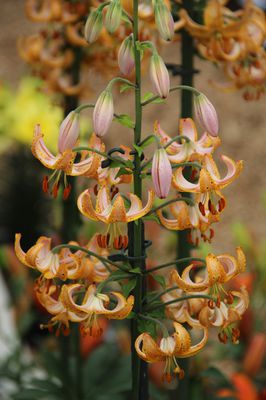 Trkenbundlilie 'Guinea Gold'