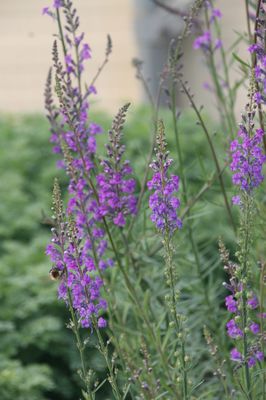 Linaria purpurea